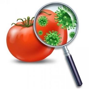 Болит голова тошнит болит живот и спина