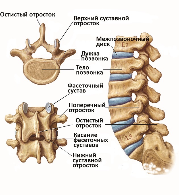 Ïðî îñòåîõîíäðîç è áîëü â ñïèíå Ìåäèöèíà, Îñòåîõîíäðîç, Ìåæïîçâîíî÷íàÿ ãðûæà, Áîëü, Ïðîòðóçèÿ, Íåâðîëîãèÿ, Äëèííîïîñò