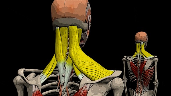 ÁÎËÈÒ ÃÎËÎÂÀ È ØÅß: ðåìåííàÿ ìûøöà ãîëîâû è øåè Çäîðîâüå, Ìåäèöèíà, Ìàññàæ, Àíàòîìèÿ, Âèäåî, Ãèôêà, Äëèííîïîñò