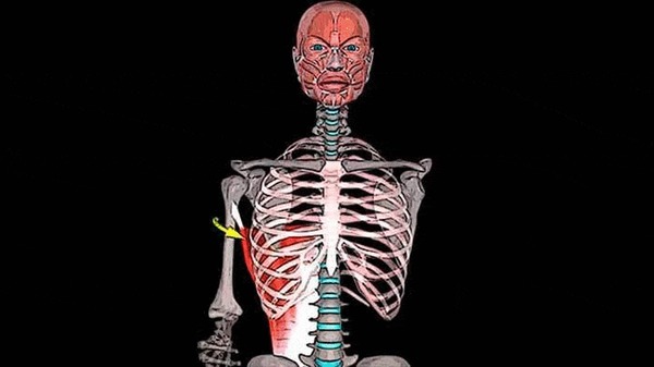 ÁÎËÈÒ ÑÏÈÍÀ  ÎÁËÀÑÒÈ ËÎÏÀÒÊÈ: øèðî÷àéøàÿ ìûøöà ñïèíû Çäîðîâüå, Ìåäèöèíà, Àíàòîìèÿ, Ñïîðò, Ôèòíåñ, Âèäåî, Ãèôêà, Äëèííîïîñò