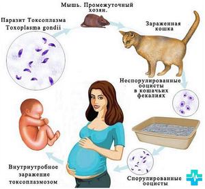 Токсоплазмоз Появление токсоплазмоза